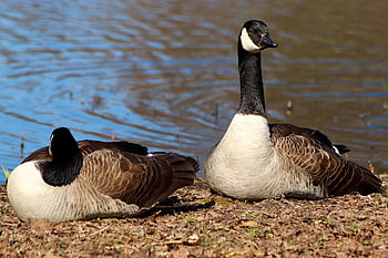 canada Goose, nature, geese, animal, goose, waterfowl, wild Goose, pond, asleep, wildlife, bird