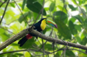 panama, rainforest, toucan, bird, animal, feather, tropical, jungle, forest, trees, tropics