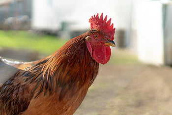 kuře, pták, zvíře, kohout, drůbež, hospodařit, peří, volně žijících živočichů, Příroda, kohút, dvor