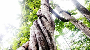 شجرة،  جذوع الأشجار،  الأشجار،  غابة،  طبيعة،  خضرة،  لحاء الشجر،  ظلة شجرة،  جذور الشجرة،  فروع شجرة،  أشعة الشمس من خلال الأشجار