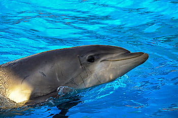 dolphin, water, blue, dolphins, fish, ocean, animal, underwater, swimming, nature, mammal
