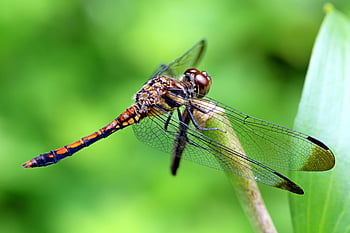 hnědá vážka, makro fotografie, jemná křídla, zelený list, hmyz, Příroda, volně žijících živočichů, detail, venkovní, detailní, posazený