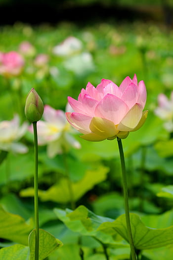 lotus, lotus Pond, pond, water Lilies, water Lily, flower Background, flower, nature, plant, beautiful Flowers, pond Plants