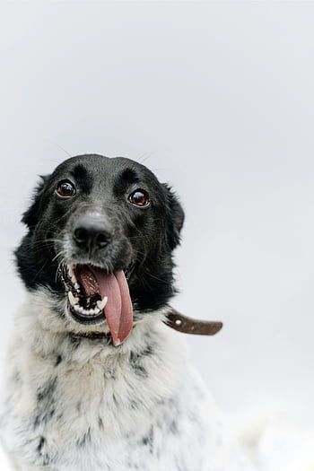 câine alb-negru, câine cu guler, adorabil câine, limba afară, fundal alb, Caine dragut, animale de companie, portret de animale, câine fericit, Zgarda pentru caini, animal de companie alb -negru