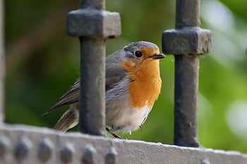 robin, oiseau chanteur, oiseau, erithacus rubecula, animal, faune, petit oiseau, oiseau de jardin, plumage, clôture de jardin, la nature