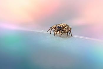 pavouk, pavoukovec, zvíře, zebra pavouk, skákání pavouk, Příroda, detailní