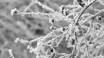 frost, winter, plant With Hoarfrost, close Up, frozen, icy, ice, cold, blade, stem, ice Crystals