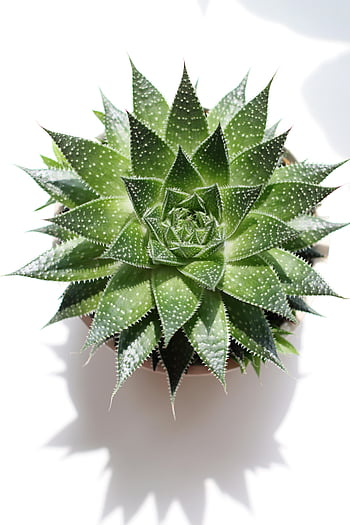 Aloe Vera, tencere, canlı yeşil, etli, yukarıdan aşağıya çekim, Temiz beyaz arka plan, kapalı bitki, ev bitkisi, yeşillik, saksı bitkisi, minimalist dekor