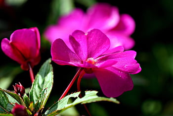 impatiens Hawkeri, Új -Guinea Impatiens, virág, növény, rózsaszín virág, virágzás, növényvilág, természet