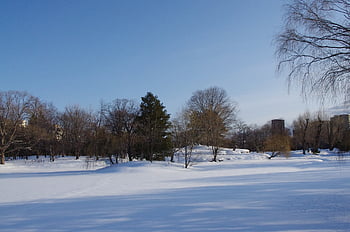 park, zimní, sníh, krajina, Příroda, Studený, stromy, venku, cestovní ruch, cestovat, výlet
