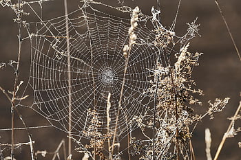cobweb, spider Web, morning Dew, cases, cobwebs, close Up, fall, construct