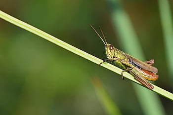 grashüpfer, insect, grasshopper, close Up, macro, green, summer, meadow, grass, nature