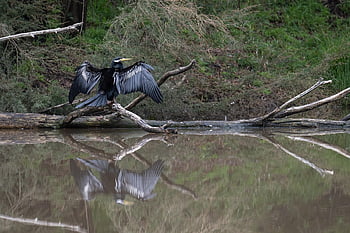 Australasian Darter, australský darter, řeka, les, anhinga Novaehollandiae, pták, jezero, zvíře, pozorování ptáků, ornitologie, Příroda