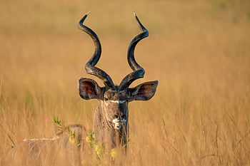 větší kudu, kudu, antilopa, Afrika, volně žijících živočichů, savana, Příroda, divočina, safari, africké divoké zvěře, národní park