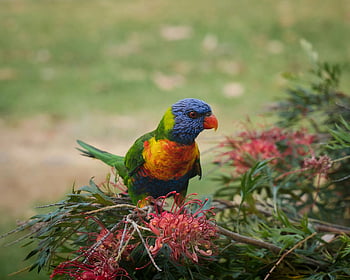Rainbow Lorikeet, multicolored bird, perched bird, native Australian flowers, vibrant bird, colorful parrot, Australian wildlife, tropical bird, exotic bird, nature photography, bird photography