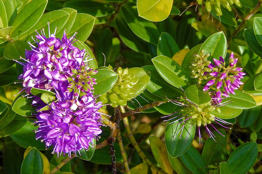 flower, blossoms, plant, nature, flora, flower Wallpaper, beautiful Flowers, purple, close Up, bloom, flower Background