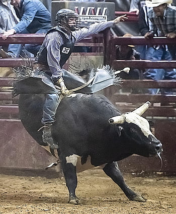 bull, bull Riding, rodeo, cowboy, ride, rider, sport, competition, bucking, danger, arena
