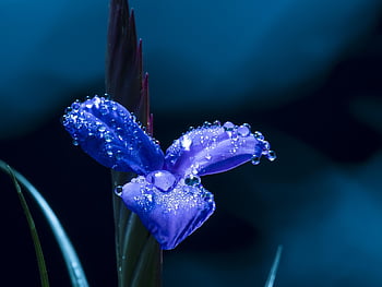 blue Flower, petals, dew, dewdrops, water Droplets, blue Petals, bloom, blossom, flora, floriculture, horticulture