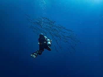 barracuda, fishes, diving, sea, underwater, marine, nature, exploration, dive