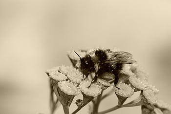 bumblebee Gas, female, pszczołowate, sepia, a Drop Of, apiformes, flower Background, antennae, model, fragility, animals
