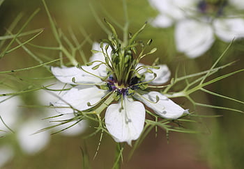 nigella damascena, natură, floare tapet, floare, alb, sălbatic, a închide, fundal de floare, virgin în verde, flori frumoase, negru chimen