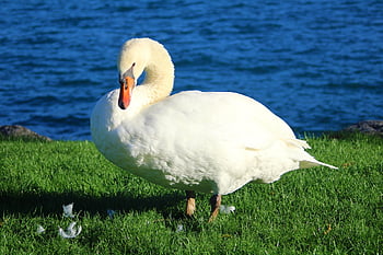 biały łabędź, łabędź niemy, jezioro, Brzeg rzeki, wodny ptak, Natura, zwierzę, łabędź, ptak, dzikiej przyrody, fauna