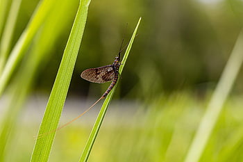 døgnflue, makro, insekt, uhygiejniske, skønhed i naturen, irritation, smukke blomster, lille, blad, grimhed, pollen