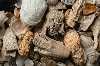 mušle, detail, přírodní textury, rozmanitý sortiment, Podrobný pohled, barvy mušlí, Seashell vzory, Sbírka pobřeží, Odrůda pobřeží, Seashell Close-Up, textury mušlí