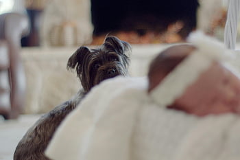 Gray Cairn Terrier, puppy, selective focus photography, newborn baby, sleeping, loyal dog, watching over, serene scene, indoor setting, family moment, pet and baby