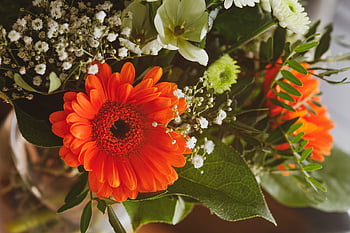 flower, ostrich, gerbera, date Of Birth, birthday Bouquet, love, flower Background, valentine's Day, flower Wallpaper, happy Mothers Day, give A Gift