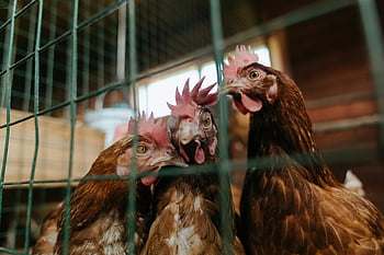 brown chicken, red chicken, farm coop, wire fence, close-up, three chickens, farm animals, chicken coop, poultry, farm life, chicken farm