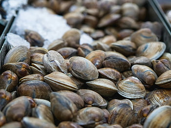 čerstvé škeble, Detailní škeble, plody moře, škeble na ledě, vysoce kvalitní škeble, mořské plody, čerstvé mořské plody, škeble, tržní škeble, fotografování mořských plodů, displej škeble