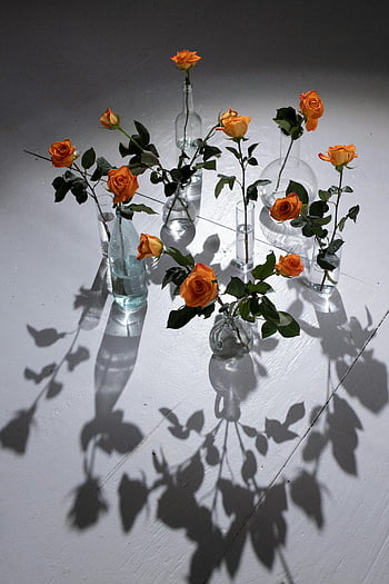 orange roses, transparent glass vases, blooming roses, artistic shadows, water-filled vases, stunning flowers, floral arrangement, decorative vases, indoor flowers, shadow play, orange blooms