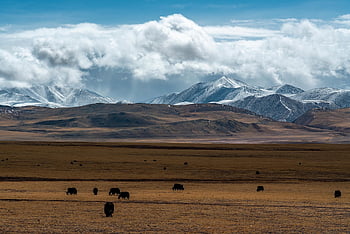 grassland, snow Mountain, xinjiang, tibet, mountains And Rivers, nature Wallpaper, yak, sacred
