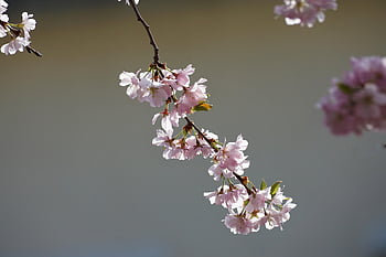 cherry Blossom, tree, flower, spring, pink, sakura, blossom, bloom, branch, cherry Tree, nature