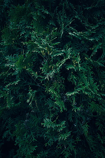 abstraktní, arborvitae, Pozadí, poboček, zblízka, jehličnatý strom, jehličnatý, jehličnatého stromu, tapety telefonu, temný, tmavozelený