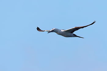 gannet, juvenile, bird, seabird, flying Bird, waterbird, wildlife, nature, scotland, orkney, flight