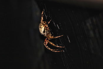 spider, arachnid, spider Web, cobweb, web, orb, weaver, insect, bug, arachnophobia, nature
