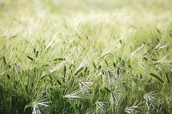 grain, hd Wallpaper, field, barley Field, agriculture, food, nature, Wallpaper, crops, barley Ear, plants