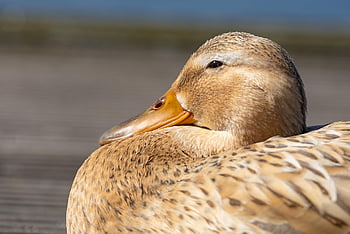 eend, wilde eend, watervogel, natuur, vogel, waterwild, veren, bek, gevederte, detailopname, dier