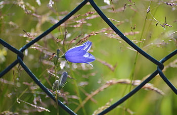 broskvový listový zvonek, fialový květ, zvonek, campanula persicifolia, divoká rostlina, květ, botanika, flóra, rostlina, zahradní plot, drátěné pletivo