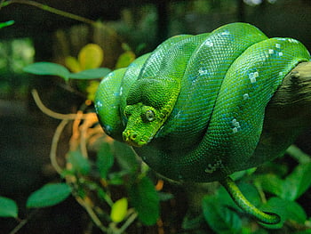 zöld kígyó, összegömbölyödve, faág, élénk zöld, fa python, morelia viridis, tekercselt, trópusi környezet, Kígyó az ágon, zöld hüllő, természetfotózás