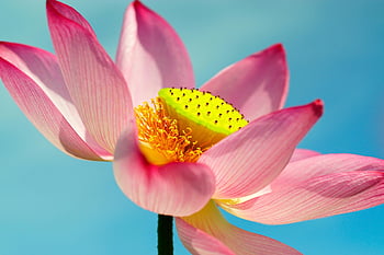 lotus, květ, zblízka, květinové tapety, krásné květiny, růžový, růžový květ, lotosový květ, okvětní lístky, růžové okvětní lístky, květinové pozadí
