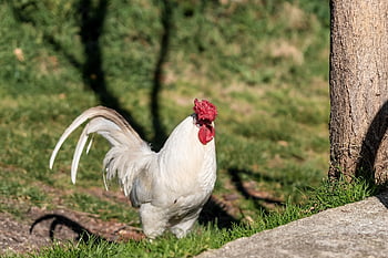 Gallo, slepice, hřeben, kuře, zvíře, drůbež, pták, vejce, blecha, roztomilý, Příroda