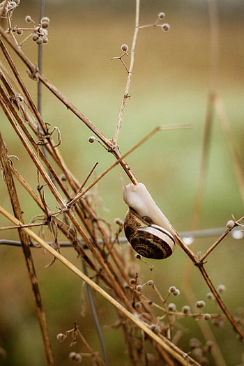 snail, dry branch, natural habitat, outdoor setting, close-up, snail shell, wildlife, nature photography, garden snail, snail on branch, snail in nature