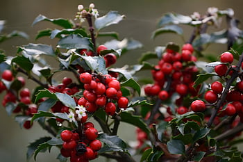 ヒイラギ、 フルーツ、 自然、 低木、 工場、 葉、 クリスマス、 秋
