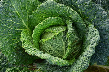 green cabbage, focus photography, vibrant green, dew drops, freshness, growth, detailed image, cabbage leaves, natural produce, healthy food, organic vegetables