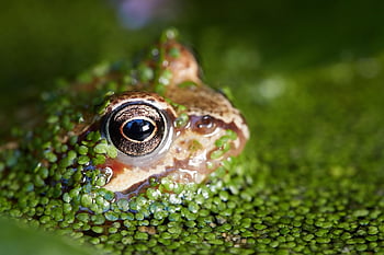 frog, animal, pond, toad, water, nature, amphibian, swim, vertebrate, animal Photography