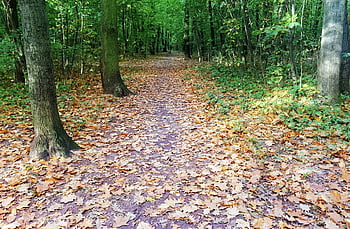 Landschaft, die Natur, Wald, der Herbst, Bäume, Natur, Blätter, trocken, Nieder, Boden, Farben