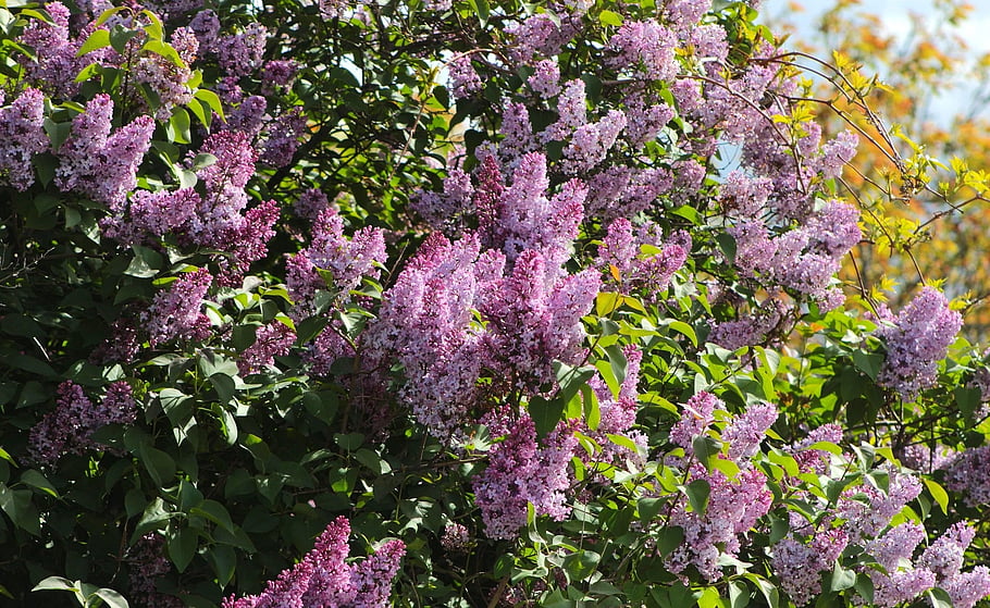 Natur, Pflanzen, Bäume, Blätter, ohne, lila, jasnofioletowe, Buchse, blühend, Frühling, Geäst